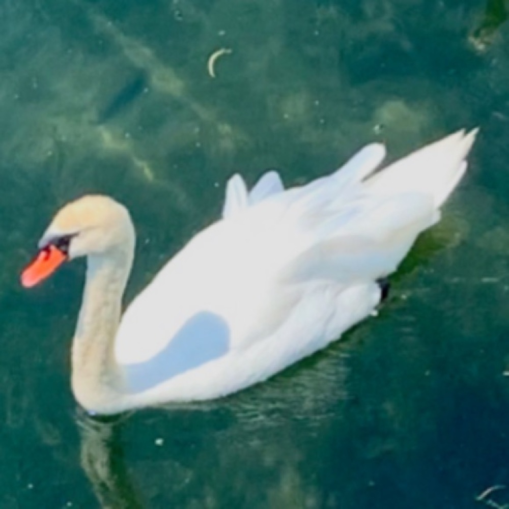 Meet your Posher, Martine